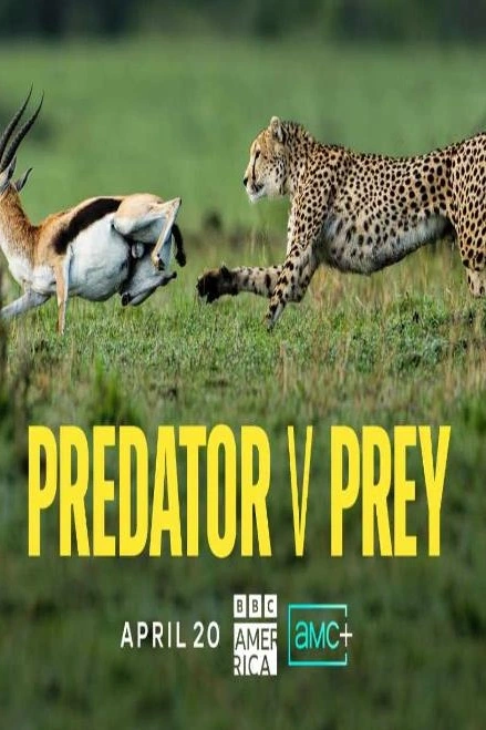 Predátor vs. kořist