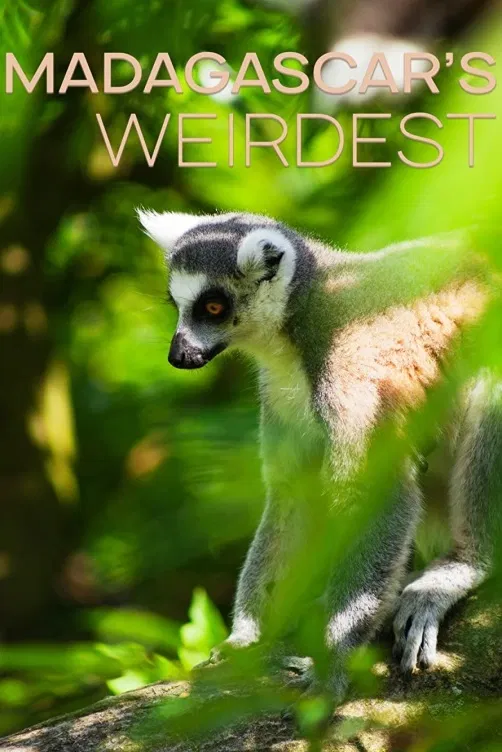 Nejpodivnější živočichové Madagaskaru