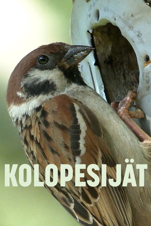Život v dutinách stromů