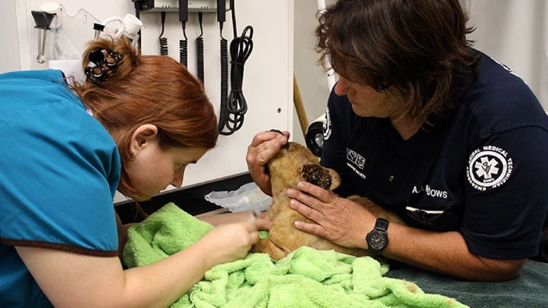 Veterinární policie Phoenix