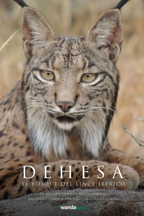 Dehesa: Les rysa iberského