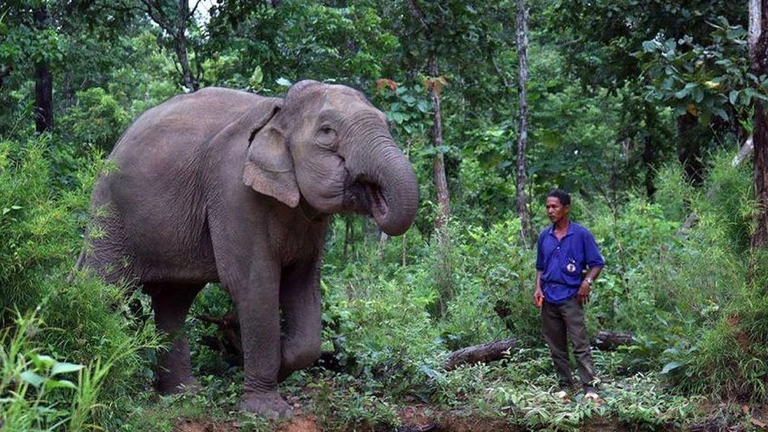 Divoký Vietnam