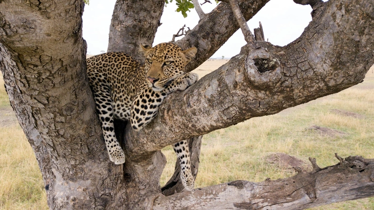 Serengeti