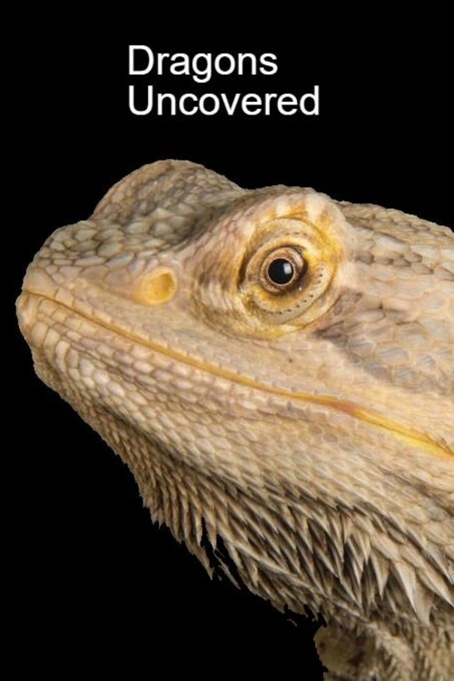 Záhadní draci. Varan komodský, známý také jako komodský drak, je dominantním druhem ekosystému, který obývá. Nejmohutnější ještěr světa, který byl objeven před více než sto lety, je vybaven řadou superschopností a dokáže porazit predátory desetkrát větší, než je on sám. Pojďme odhalit tajemství, která obřího tvora s hrozivou reputací dodnes opřádají.