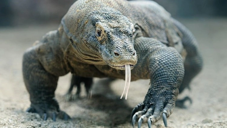 Záhadní draci
