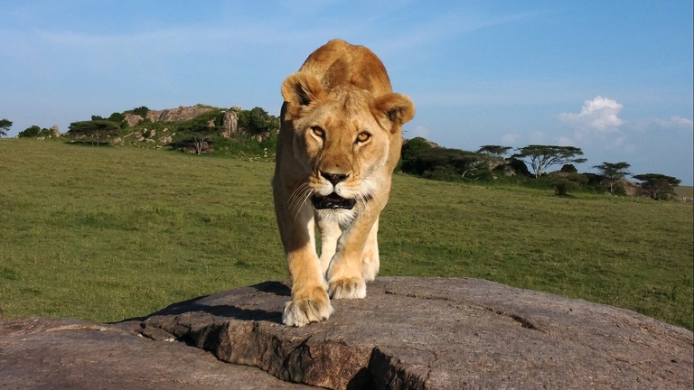 Serengeti