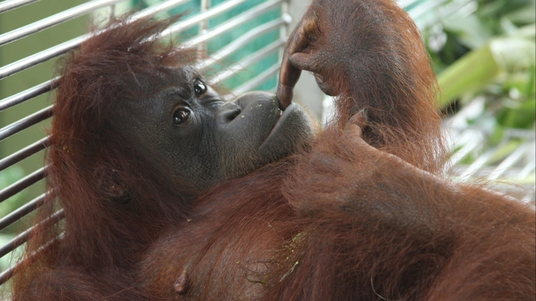Setkání s orangutany