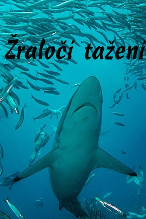 Pomocí podvodního sledovacího systému vyrazíte za mladým žralokem bílým, který se učí, co je třeba k přežití v lovištích u jihoafrického ostrova Dyer.
