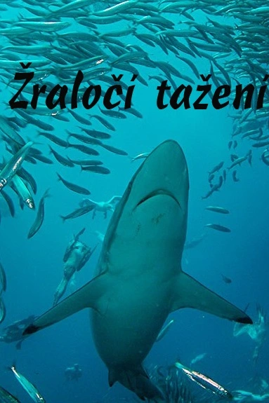 Žraločí ulička