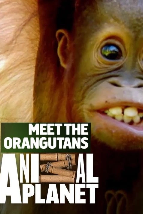 Setkání s orangutany
