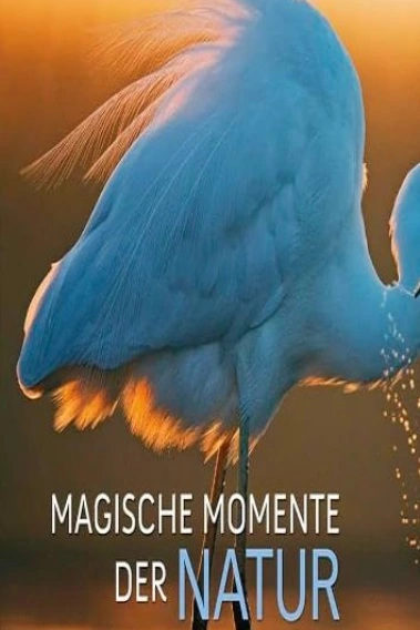 Magická divočina
