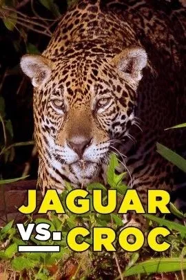 Jaguár vs. krokodýl