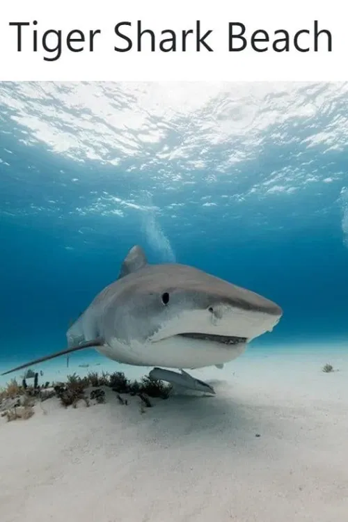 Pokud byste někdy chtěli vidět velké množství žraloků, pak Tiger Shark Beach na západním konci Grand Bahama je to správné místo.