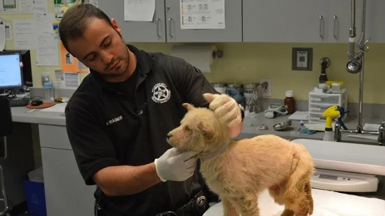 Veterinární policie Houston