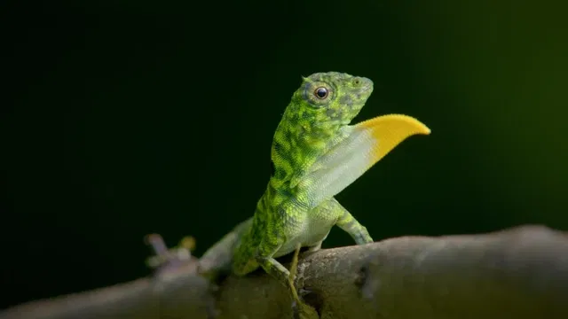 Nevšední zvířata na naši planetě