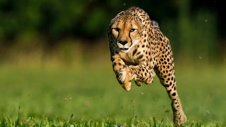 Gepard: Rychlost jako zbraň