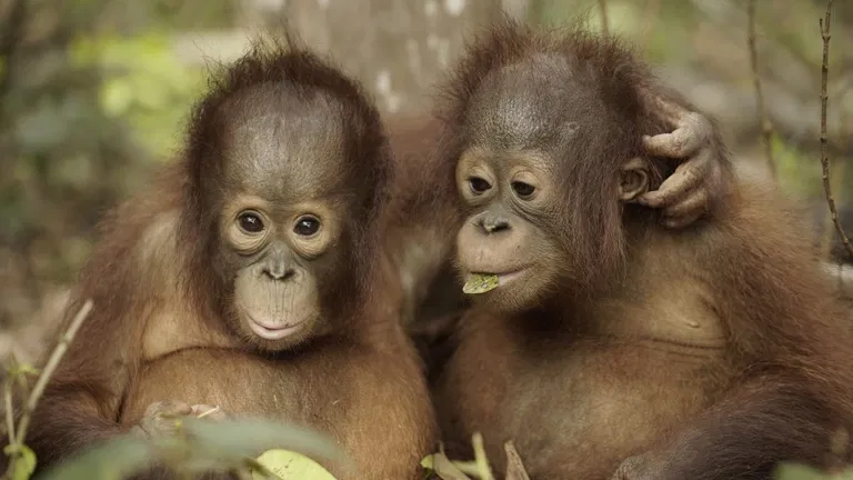 Orangutaní škola v džungli