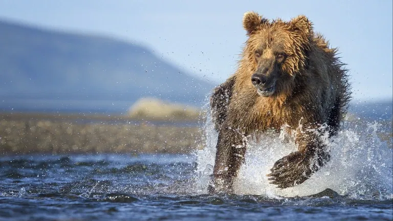 David Attenborough: Lov