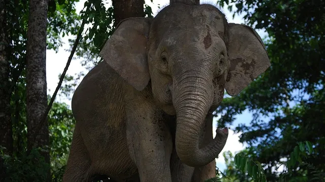 Borneo a jeho zázračný prales