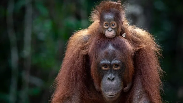 Oči orangutana