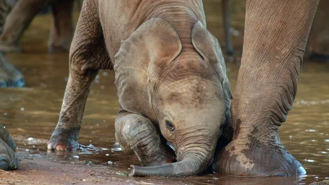 Bylo nebylo v národním parku Tsavo