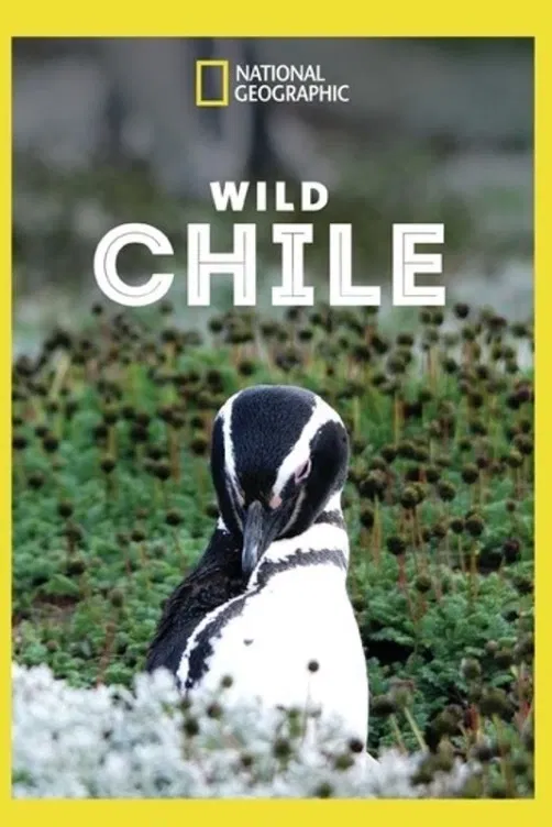 Divoké Chile
