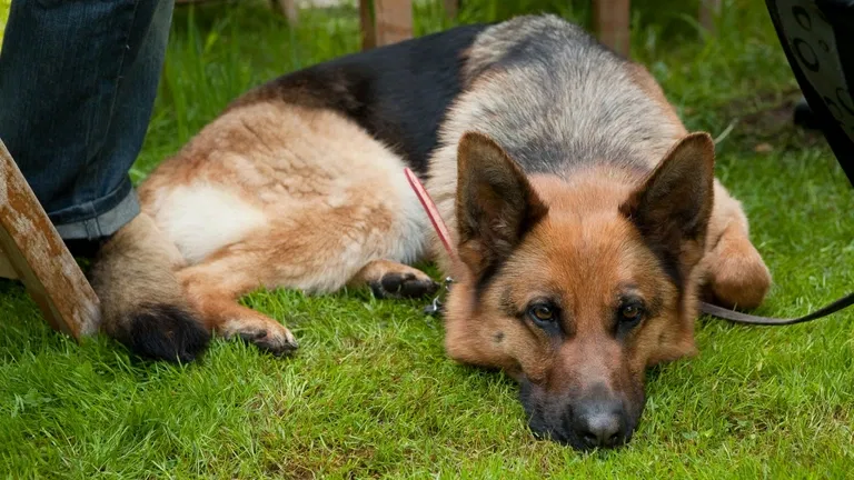 Sniff a strašidelný hrad