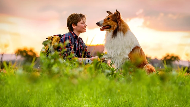 Lassie se vrací